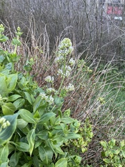 Centranthus ruber