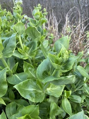 Centranthus ruber