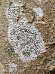 Anisomeridium biforme