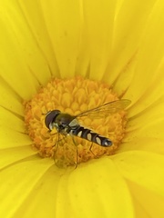 Allograpta hortensis