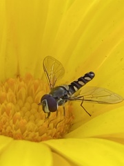 Allograpta hortensis
