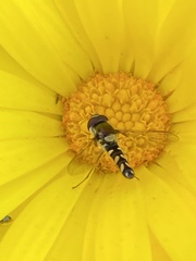 Allograpta hortensis