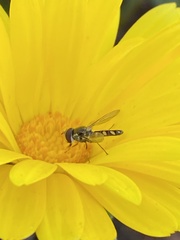 Allograpta hortensis