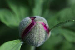Paeonia officinalis