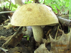 Leccinum duriusculum