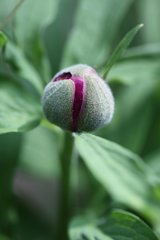 Paeonia officinalis