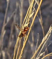 Tritoxa