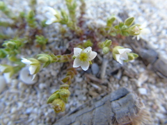 Arenaria leucadia