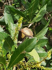 Pseudacraea eurytus eurytus