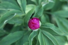 Paeonia officinalis