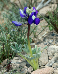 Lupinus odoratus