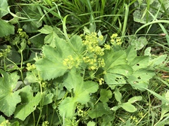 Alchemilla xanthochlora