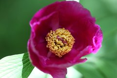 Paeonia officinalis
