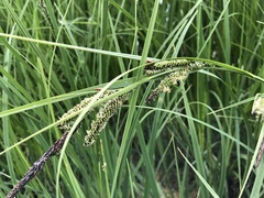 Carex elata
