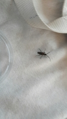 Desmocerus aureipennis