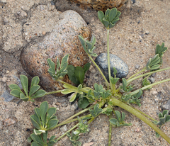 Lupinus odoratus