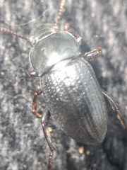 Phylan gibbus