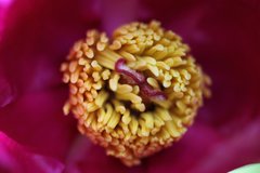 Paeonia officinalis