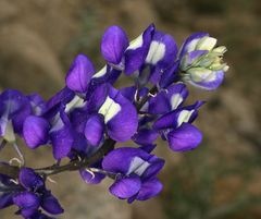 Lupinus odoratus