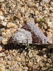 Drasteria scrupulosa