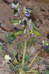 Lupinus odoratus