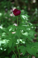Paeonia officinalis