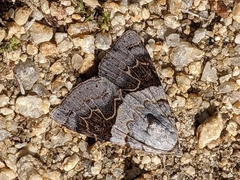 Drasteria scrupulosa