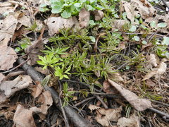 Anemonoides ranunculoides