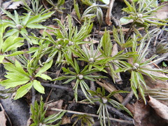 Anemonoides ranunculoides