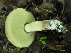 Leccinum duriusculum