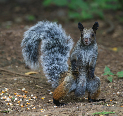 White-naped Squirrel, Macara, Loja, EC, photo 5 of 10