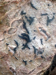 Alyxoria culmigena
