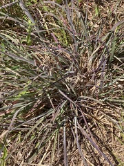 Andropogon cretaceus