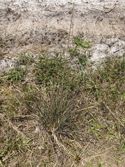 Andropogon cretaceus