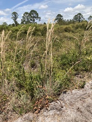 Andropogon cretaceus