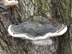 Phellinus igniarius