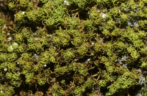 Weissia jamaicensis observed 2022-03-30