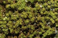 Weissia jamaicensis