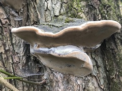 Phellinus igniarius
