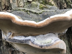 Phellinus igniarius
