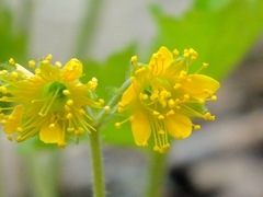 Waldsteinia lobata