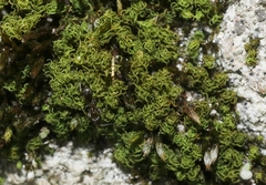 Weissia jamaicensis