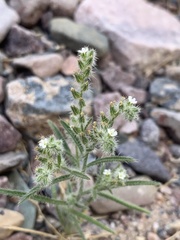 Johnstonella