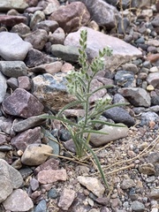 Johnstonella