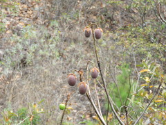 Cochlospermum vitifolium