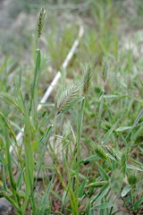 Eremopyrum orientale