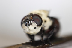 Cuterebra emasculator