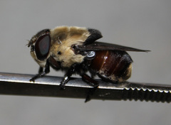 Cuterebra emasculator