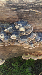 Trametes versicolor