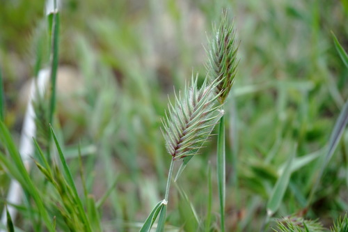 Oriental False Wheatgrass